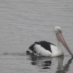 Pelecanus conspicillatus (Australian Pelican) at Mallacoota, VIC - 15 Jul 2022 by GlossyGal