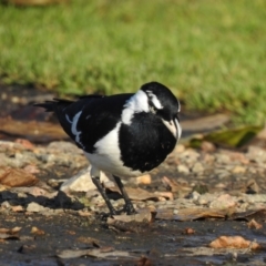 Grallina cyanoleuca (Magpie-lark) at Mallacoota, VIC - 15 Jul 2022 by GlossyGal