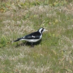 Grallina cyanoleuca (Magpie-lark) at Greenway, ACT - 15 Jul 2022 by Birdy