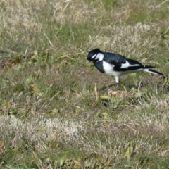 Grallina cyanoleuca at Greenway, ACT - suppressed