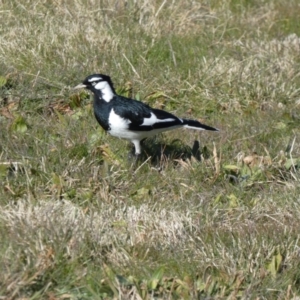 Grallina cyanoleuca at Greenway, ACT - suppressed