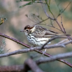 Pyrrholaemus sagittatus (Speckled Warbler) at Mount Majura - 16 Jul 2022 by Boagshoags