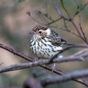 Pyrrholaemus sagittatus at Hackett, ACT - 16 Jul 2022