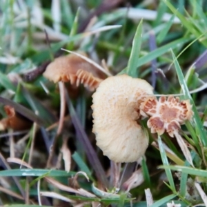 Marasmius at QPRC LGA - suppressed