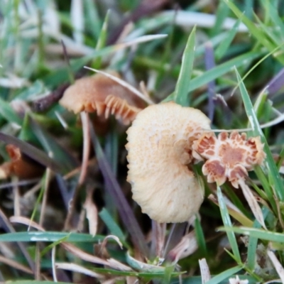 Marasmius at Mongarlowe River - 15 Jul 2022 by LisaH