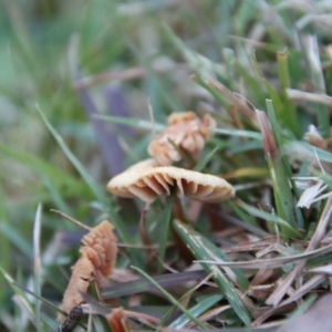 Marasmius at QPRC LGA - suppressed