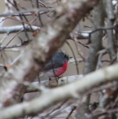 Petroica rosea (Rose Robin) at Mongarlowe, NSW - 16 Jul 2022 by LisaH