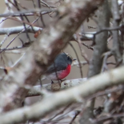 Petroica rosea (Rose Robin) at Mongarlowe, NSW - 16 Jul 2022 by LisaH