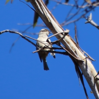 Melithreptus brevirostris (Brown-headed Honeyeater) at Mongarlowe River - 17 Jul 2022 by LisaH