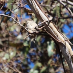 Melithreptus brevirostris at Mongarlowe, NSW - 17 Jul 2022