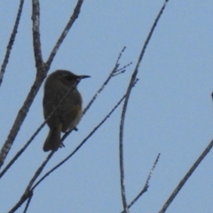 Phylidonyris pyrrhopterus (Crescent Honeyeater) at Green Cape, NSW - 15 Jul 2022 by Liam.m