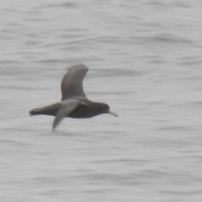 Macronectes giganteus (Southern Giant-Petrel) at Green Cape, NSW - 16 Jul 2022 by Liam.m