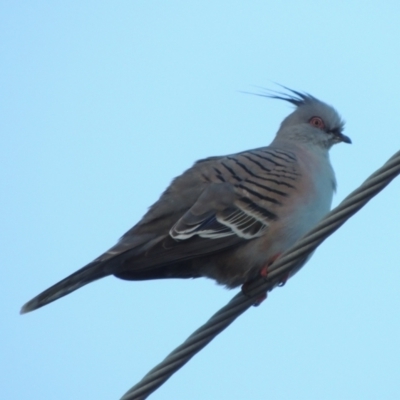 Ocyphaps lophotes (Crested Pigeon) at Merimbula, NSW - 16 Jul 2020 by michaelb