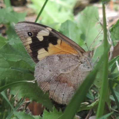 Heteronympha merope (Common Brown Butterfly) at Conder, ACT - 4 Mar 2022 by michaelb