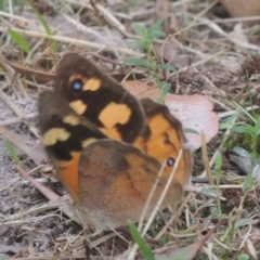 Heteronympha merope at Conder, ACT - 4 Mar 2022 02:47 PM