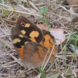 Heteronympha merope at Conder, ACT - 4 Mar 2022 02:47 PM