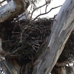 Aquila audax (Wedge-tailed Eagle) at Throsby, ACT - 6 Jul 2022 by jb2602