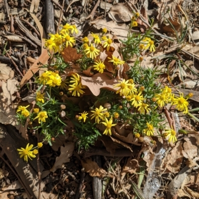 Senecio madagascariensis (Madagascan Fireweed, Fireweed) at Hackett, ACT - 18 Jul 2022 by WalterEgo