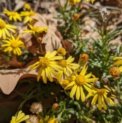 Senecio madagascariensis at Hackett, ACT - 18 Jul 2022