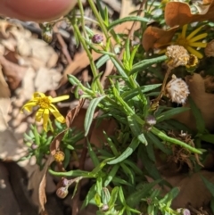 Senecio madagascariensis at Hackett, ACT - 18 Jul 2022 12:25 PM