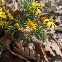 Senecio madagascariensis at Hackett, ACT - 18 Jul 2022