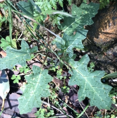 Solanum prinophyllum (Forest Nightshade) at Shoal Bay, NSW - 8 Jul 2022 by Tapirlord