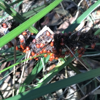 Gahnia aspera (Red-berried Saw-sedge) at Shoal Bay, NSW - 8 Jul 2022 by Tapirlord