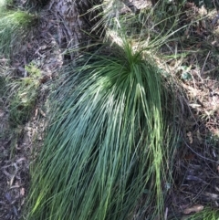 Xanthorrhoea sp. (Grass Tree) at Shoal Bay, NSW - 8 Jul 2022 by Tapirlord