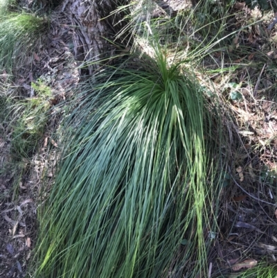 Xanthorrhoea sp. (Grass Tree) at Shoal Bay, NSW - 8 Jul 2022 by Tapirlord