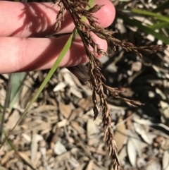 Lepidosperma (genus) (A Sword Sedge) at Shoal Bay, NSW - 8 Jul 2022 by Tapirlord