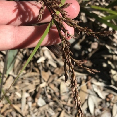 Gahnia sieberiana (Red-fruit Saw-sedge) at Shoal Bay, NSW - 8 Jul 2022 by Tapirlord