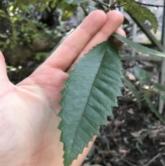 Callicoma serratifolia (Black Wattle, Butterwood, Tdgerruing) at Shoal Bay, NSW - 8 Jul 2022 by Tapirlord