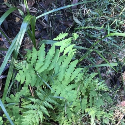 Histiopteris incisa (Bat's-Wing Fern) at Shoal Bay, NSW - 8 Jul 2022 by Tapirlord