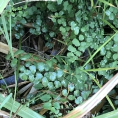 Adiantum aethiopicum (Common Maidenhair Fern) at Shoal Bay, NSW - 8 Jul 2022 by Tapirlord