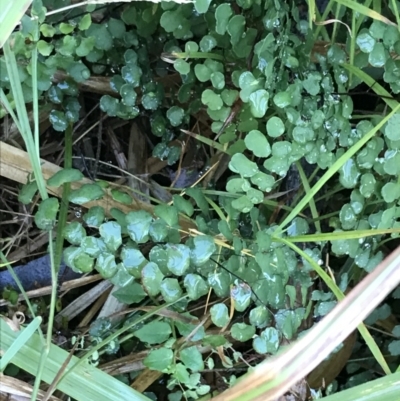 Adiantum aethiopicum (Common Maidenhair Fern) at Shoal Bay, NSW - 8 Jul 2022 by Tapirlord