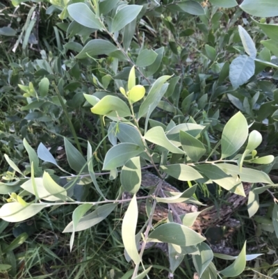 Acacia binervia (Coastal Myall, Kai'arrewan) at Shoal Bay, NSW - 8 Jul 2022 by Tapirlord