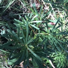 Banksia spinulosa (Hairpin Banksia) at Shoal Bay, NSW - 8 Jul 2022 by Tapirlord