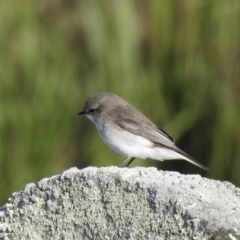 Microeca fascinans (Jacky Winter) at Eden, NSW - 15 Jul 2022 by GlossyGal