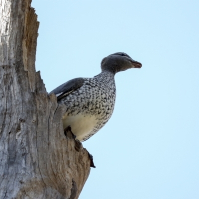 Chenonetta jubata (Australian Wood Duck) at Weston, ACT - 18 Jul 2022 by AlisonMilton