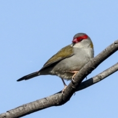 Neochmia temporalis (Red-browed Finch) at Molonglo River Reserve - 18 Jul 2022 by AlisonMilton