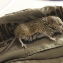 Mus musculus - 1 Jan 1900 by AlisonMilton