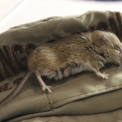 Unidentified Mouse at Ghan, NT - 9 Jun 2022 by AlisonMilton