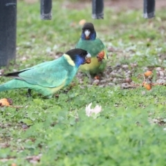 Barnardius zonarius (Australian Ringneck) at Desert Springs, NT - 6 Jun 2022 by AlisonMilton