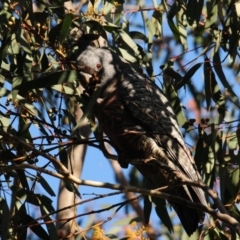 Callocephalon fimbriatum (Gang-gang Cockatoo) at Stromlo, ACT - 18 Jul 2022 by Harrisi