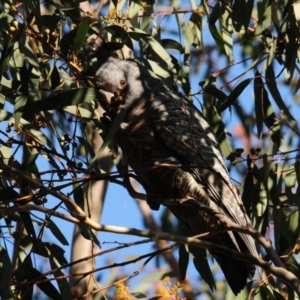 Callocephalon fimbriatum at Stromlo, ACT - 18 Jul 2022