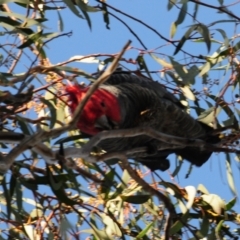 Callocephalon fimbriatum at Stromlo, ACT - 18 Jul 2022