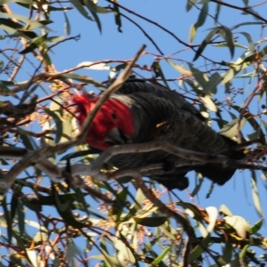 Callocephalon fimbriatum at Stromlo, ACT - 18 Jul 2022