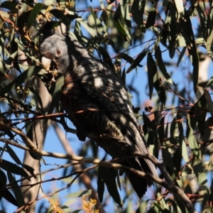 Callocephalon fimbriatum at Stromlo, ACT - 18 Jul 2022