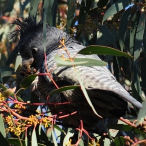 Callocephalon fimbriatum at Stromlo, ACT - 18 Jul 2022