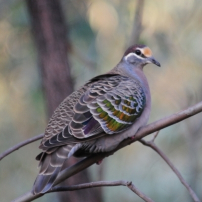 Phaps chalcoptera (Common Bronzewing) at Stromlo, ACT - 18 Jul 2022 by Harrisi